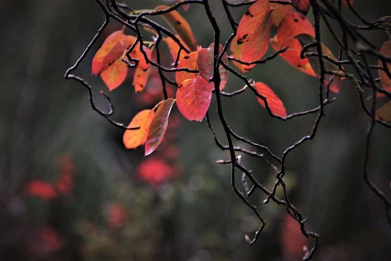 red, twigs, red leaves